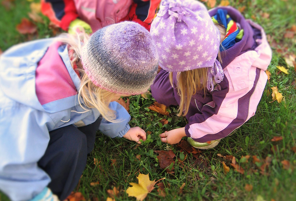 Kolme pientä lasta tutkii ruohikolle pudonneita vaahteran lehtiä