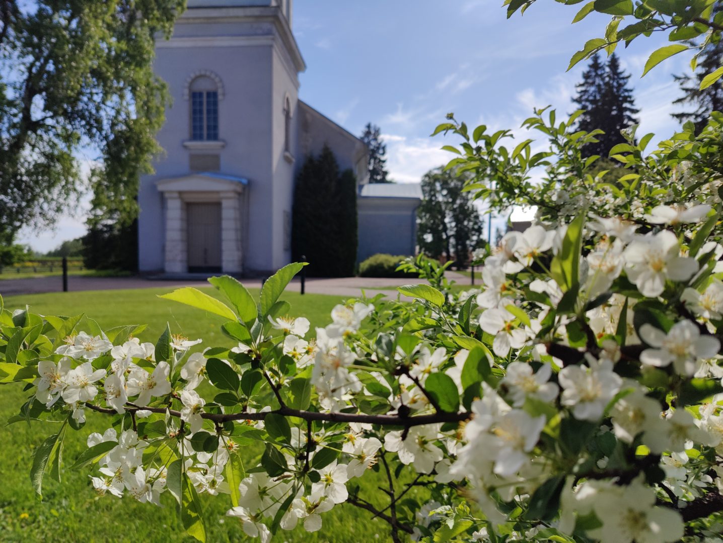 Marian kirkko etualalla kukkiva valkoinen pensas